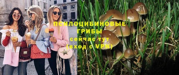 хмурый Аркадак